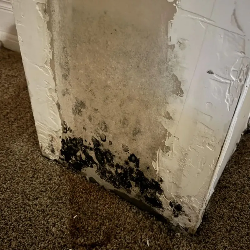 Professional Mold Removal in Economy, PA